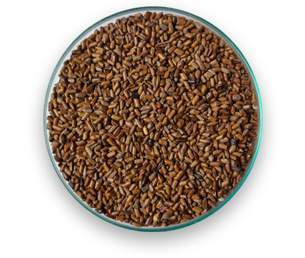 Cassia Seeds Manufacturer & Exporter